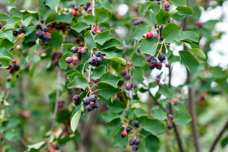 poison-plants-cyanogenic-glycosides